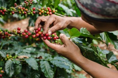 arabica coffee beans being picked