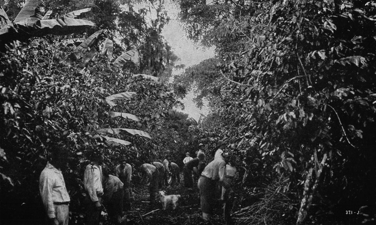 early plantation worker costa rica