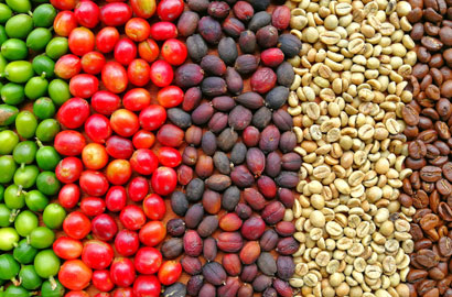 what is speciality coffee